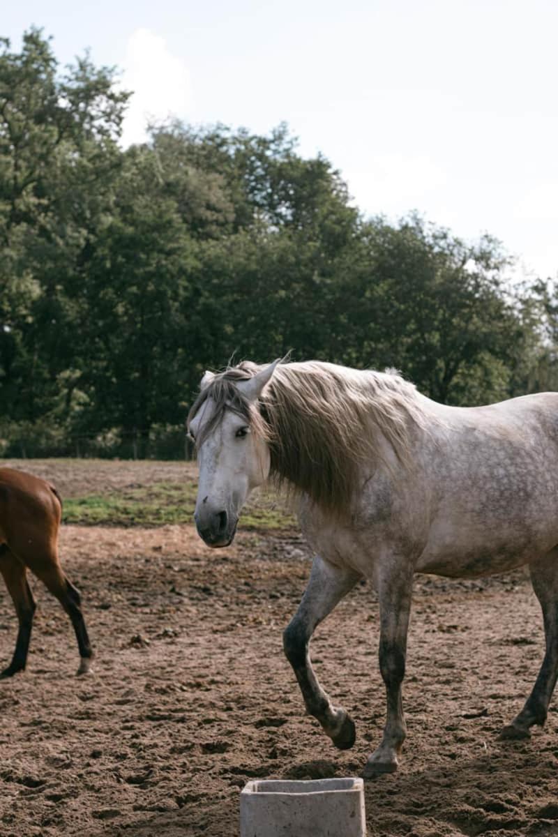 Roulottes Cocooning Au Coeur Des Landes